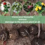 Rooting Balls Pack of 5 with Pot Mix Combo - Image 4